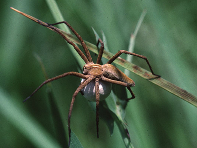  Spinnen – kleine Krabbler mal ganz gross